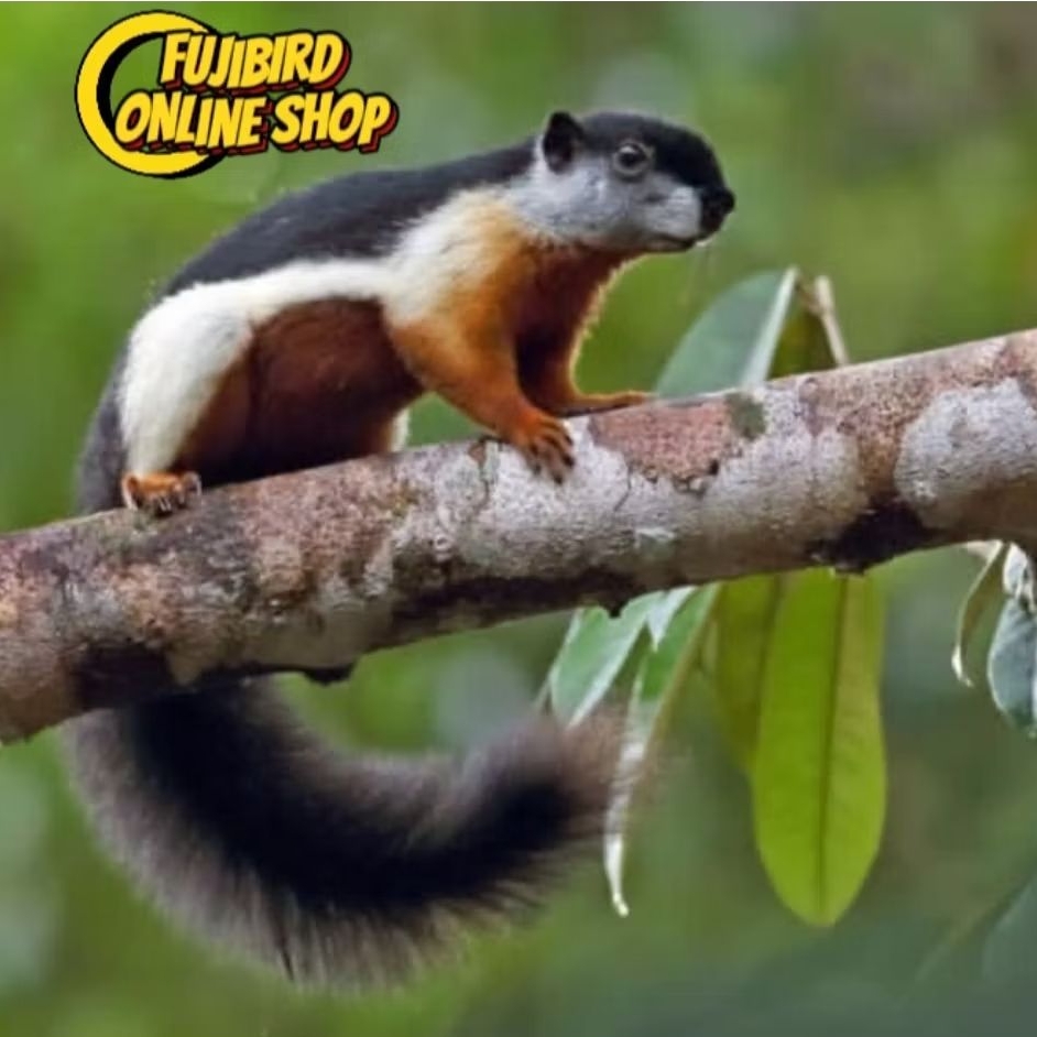 TUPAI ATAU BAJING TIGA WARNA DEWASA