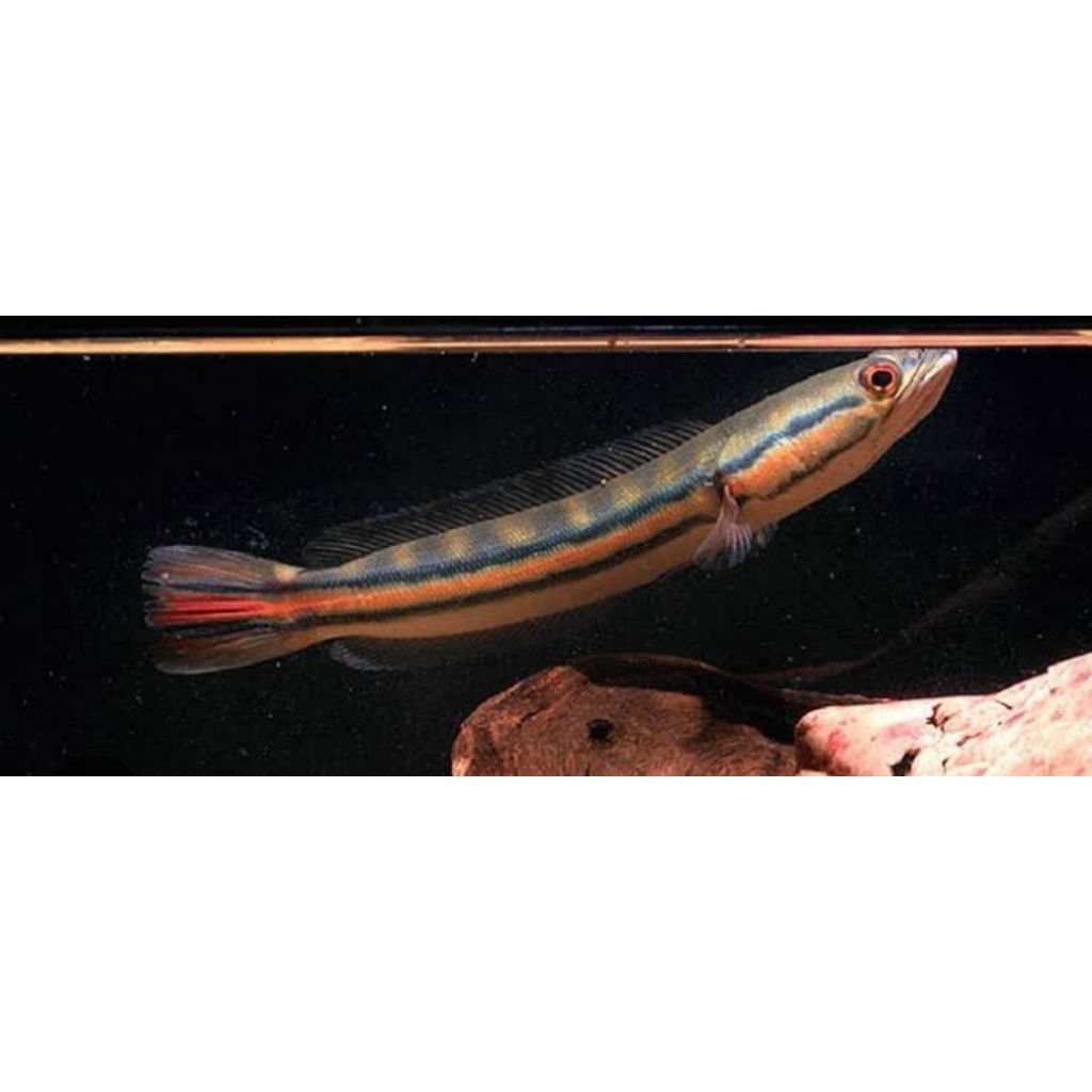 paket Toman murca ori Kalimantan 10-15cm