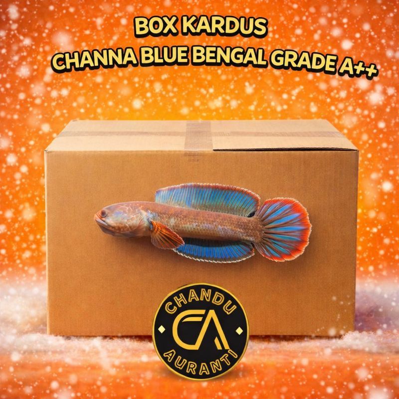 Box Kardus Channa Blue Bengal Cb Chandu Size 6-7cm Grade A++ Siap Poles