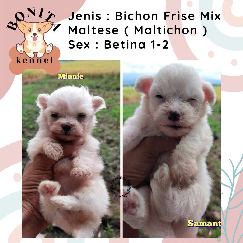 Maltese Mix Bichon Frise Maltichon Anjing Maltis Bichon