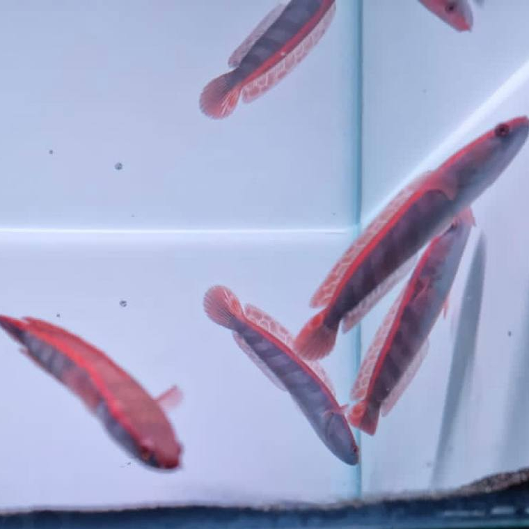 Red barito 6-8cm Grade A