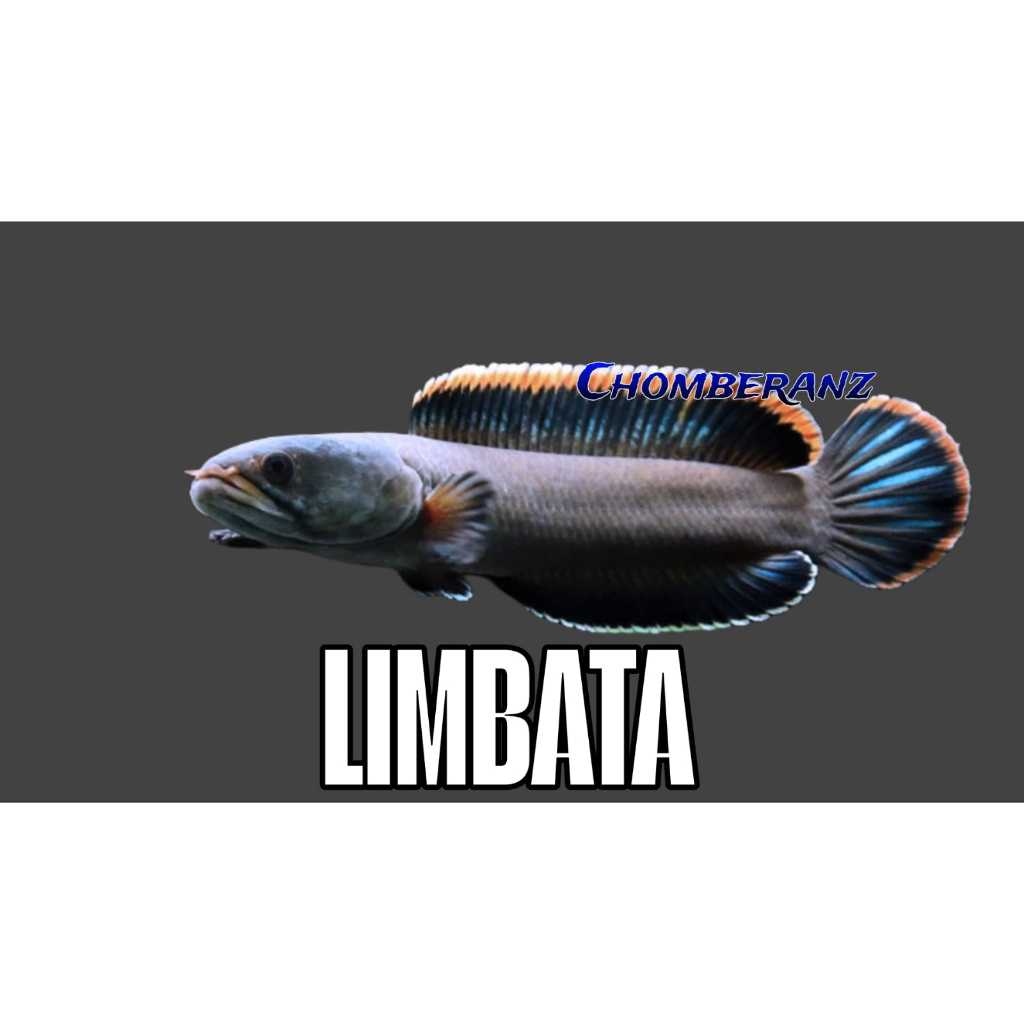 Limbata CB & WC Bahan Gondrong Rim Tebal