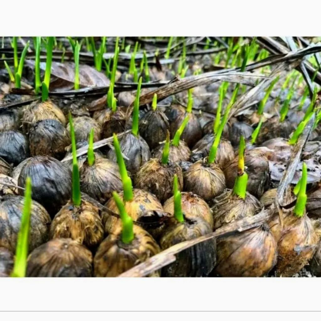 bibit pinang kecambah hibrida unggul buah besar