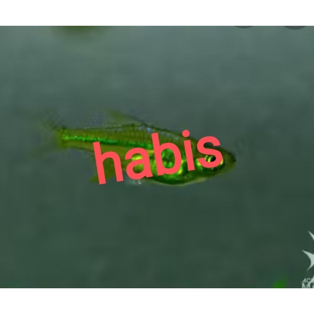 Kubotai Rasbora Ikan Hias Air Tawar, ukuran 1,5cm