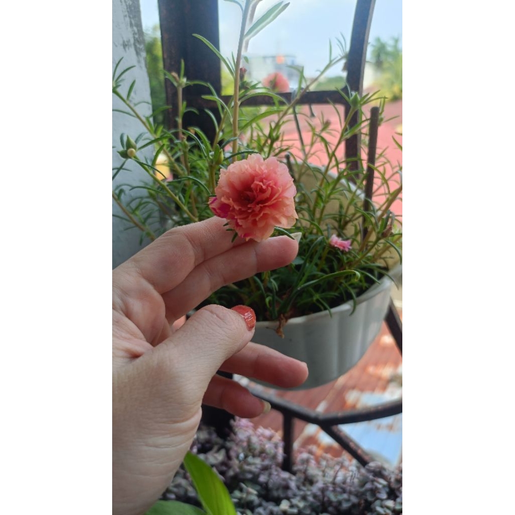 Tanaman Hidup Dalam Pot Gantung / Dijual Dengan Pot  Bunga Gantung