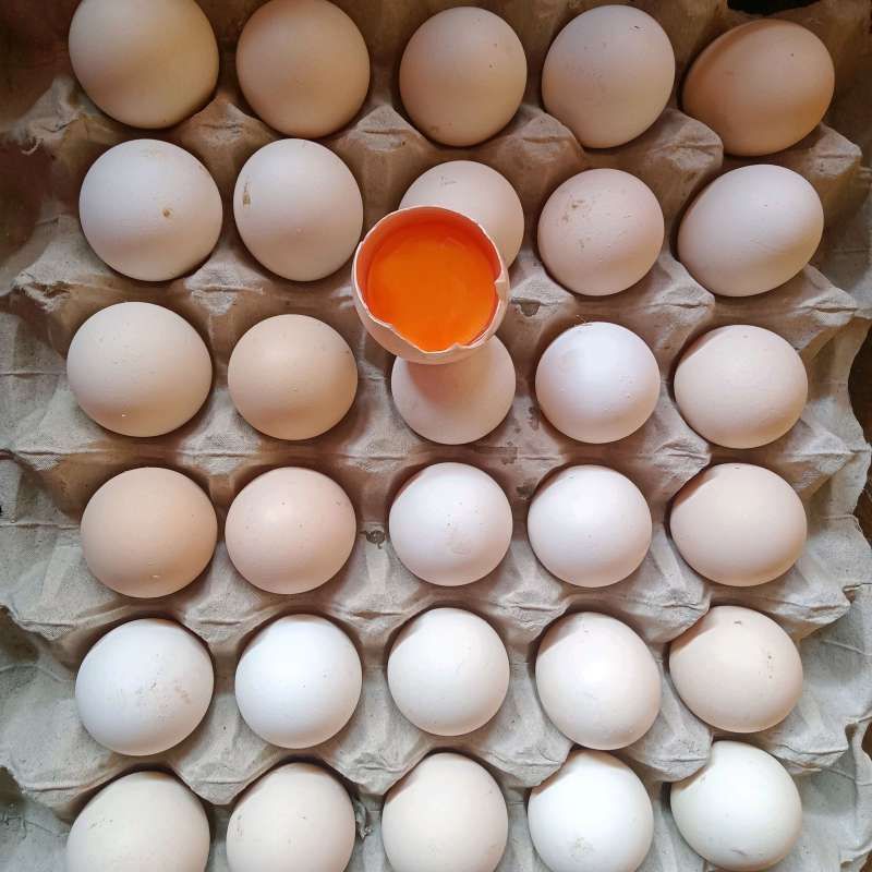 TELUR AYAM KAMPUNG OMEGA/TELUR KAMPUNG OMEGA - Omega 3