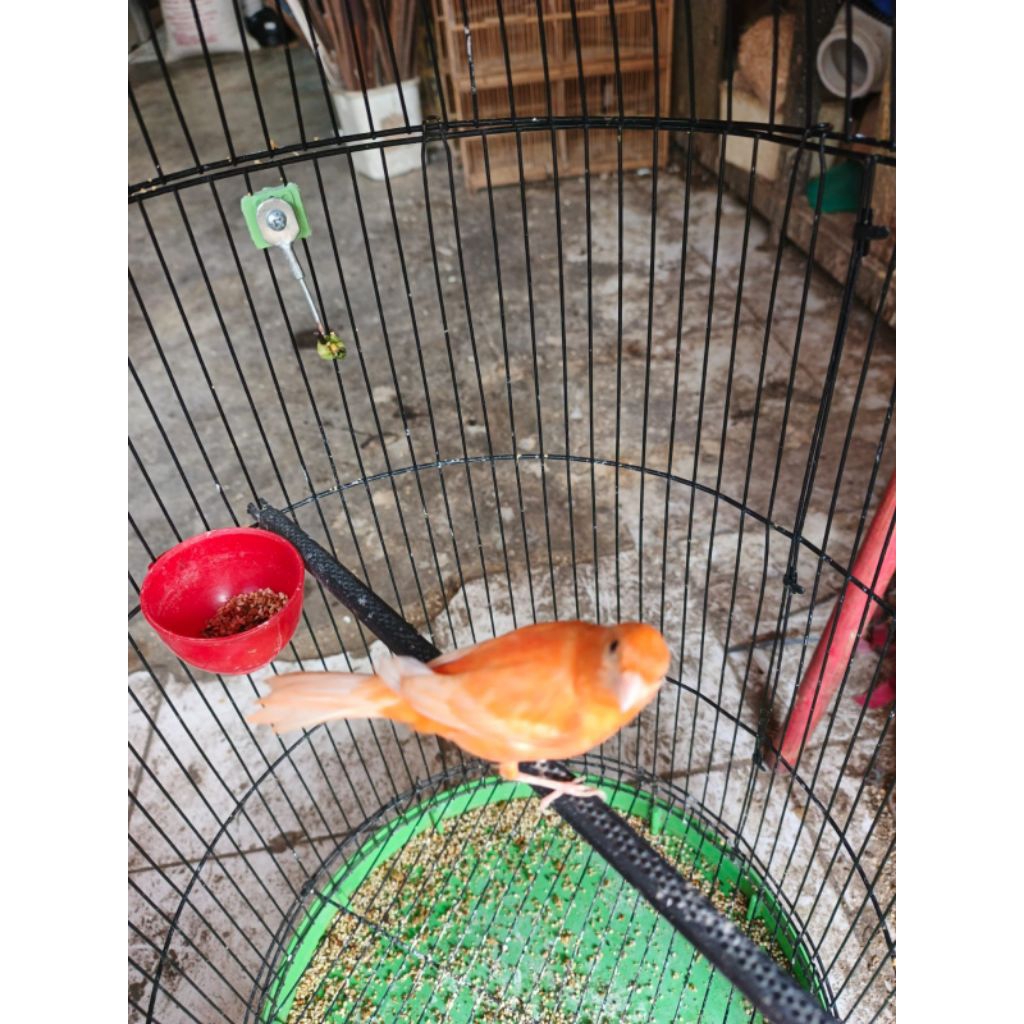 KENARI MERLOK JANTAN GACOR