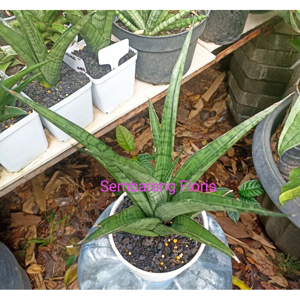 Sansevieria Agatha / Sansevieria Hybrid Agatha