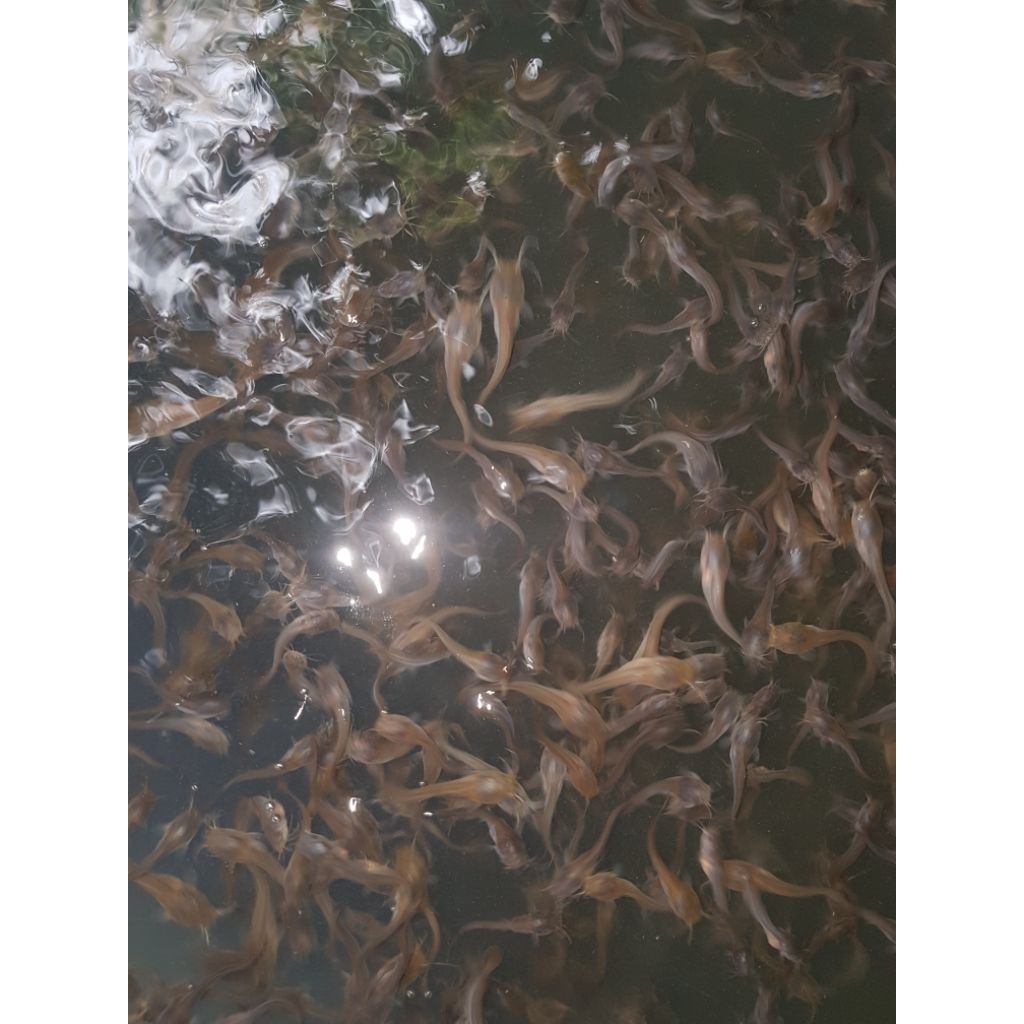 bibit lele size 2 cm isi 100 ekor