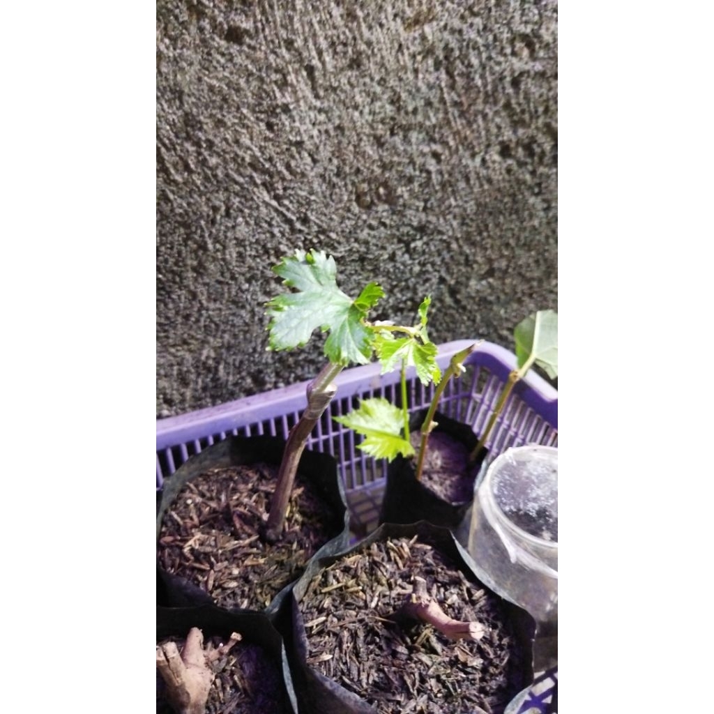 grafting anggur import jenis gosv