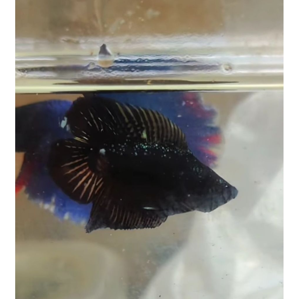 PKDT Double tail Batman