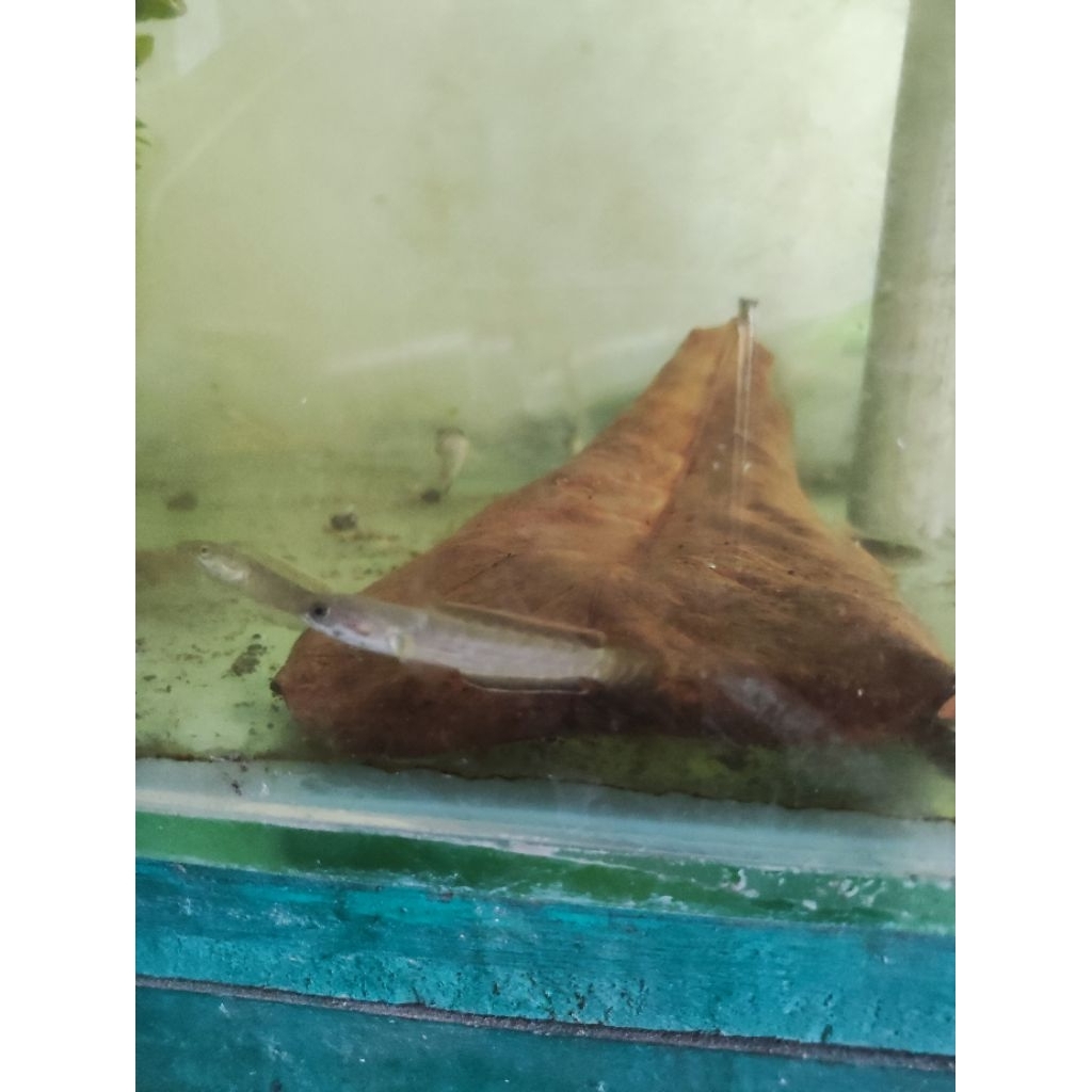 Limbata Channa dengan Rim Tebal dan Ganas