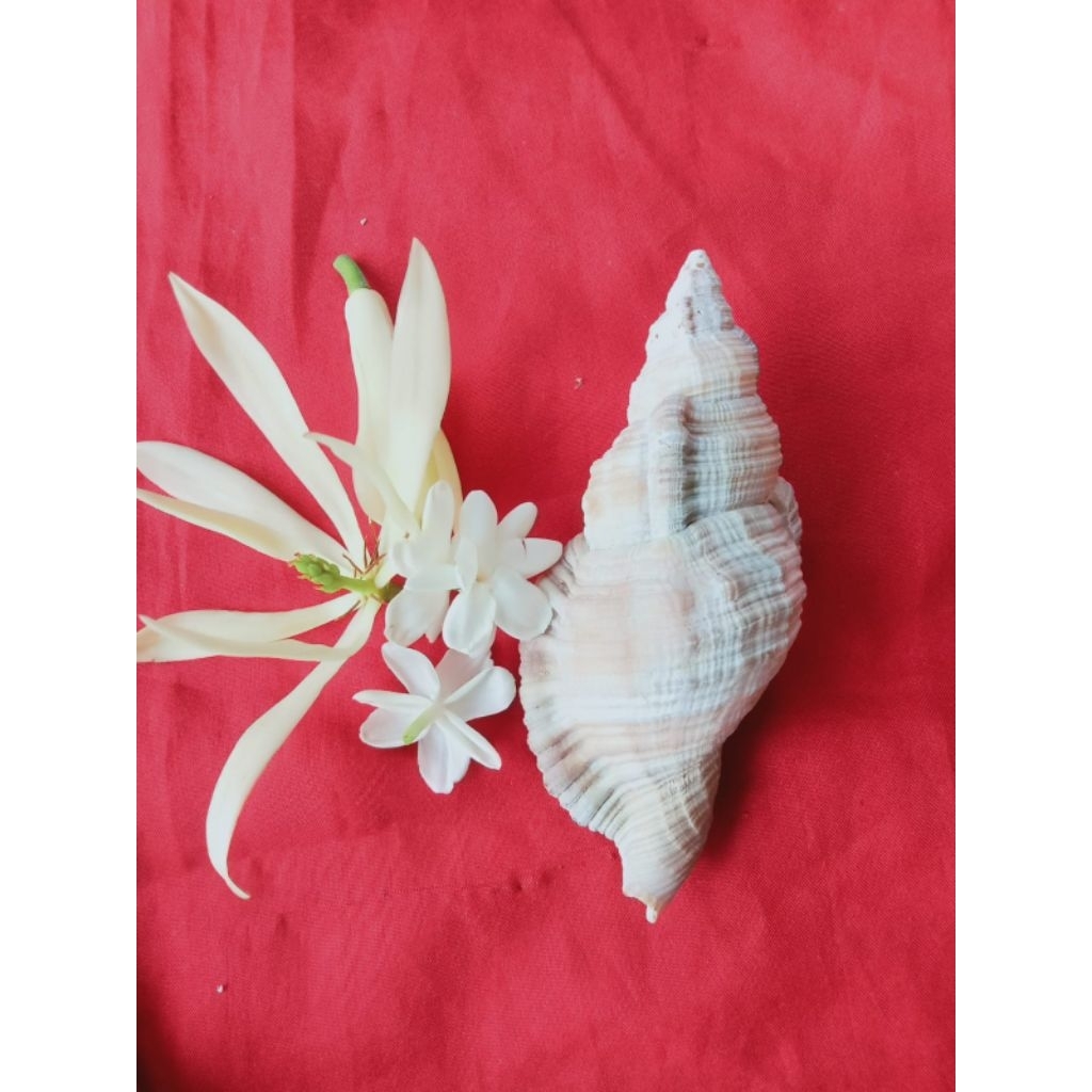 cangkang keong laut unik