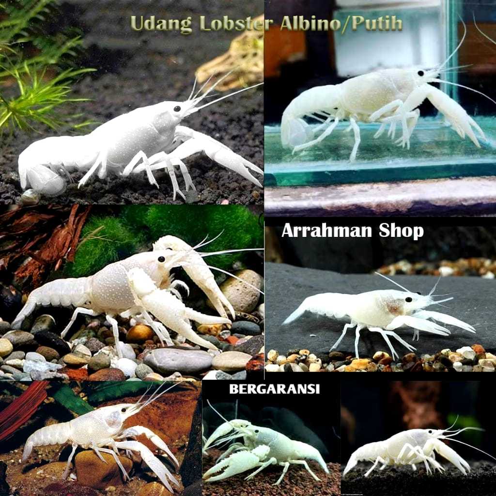 Lobster Hias Aquarium Size 5 Cm Berkualitas - Lobster Hias - Hiasan Aquarium