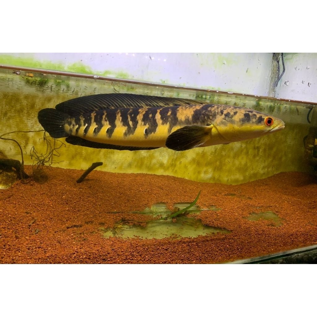 ( hiasan ) maru ys 15-16cm