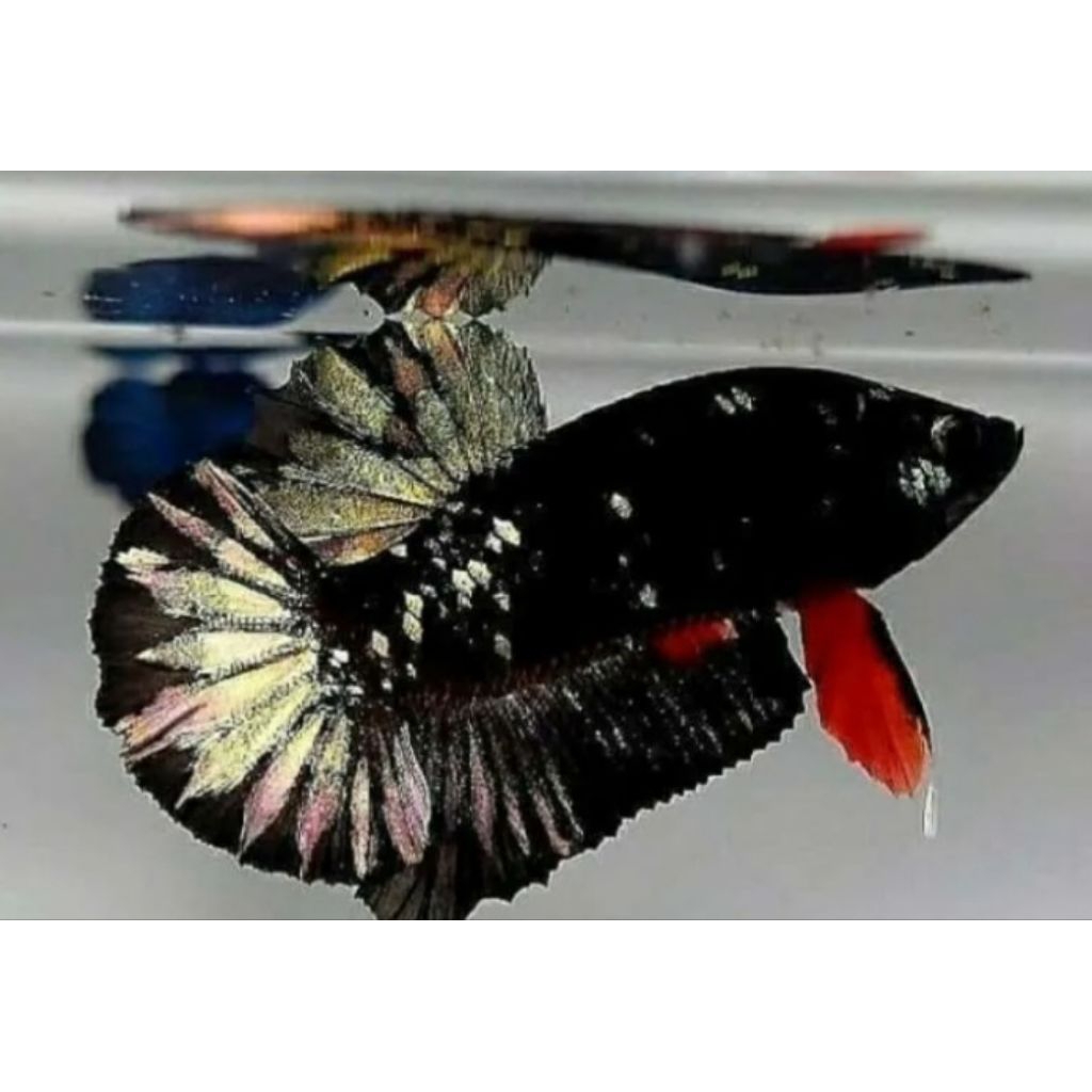 cupang avatar coper gold