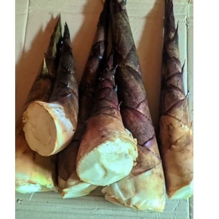 rebung bambu muda fresh 2 kg dadakan baru petik