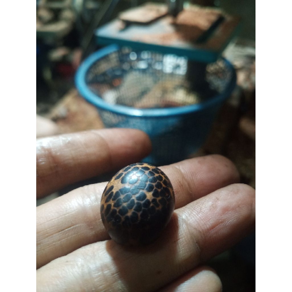 mata cincin galih pucang kalak