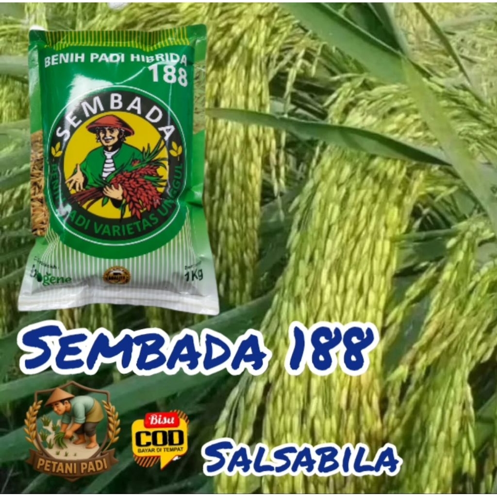 BENIH PADI SEMBADA 188 KEMASAN 1KG