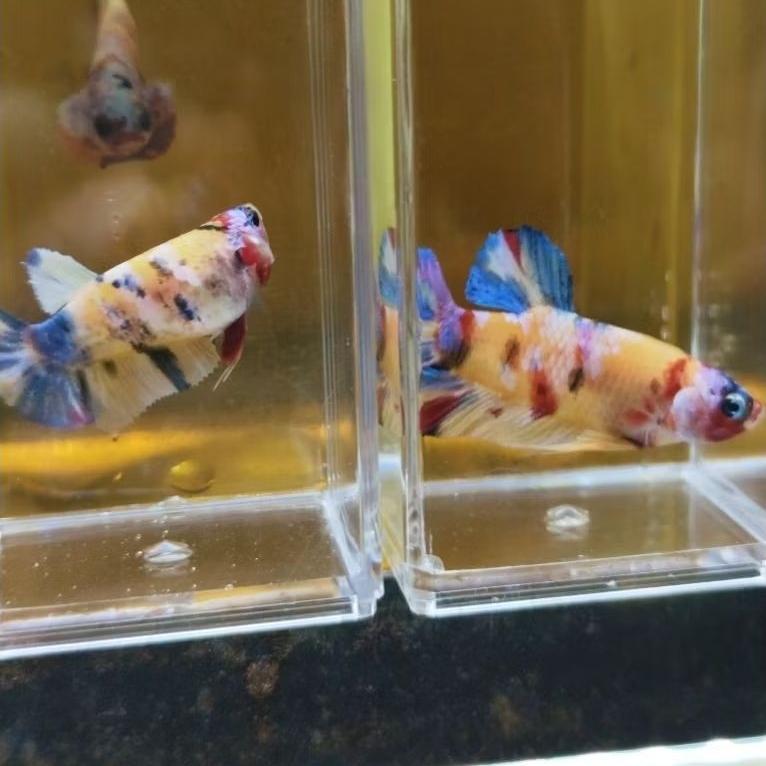 1 PASANG YELLOW BASE MULTICOLOUR, SETINGAN BREDING, cocok buat indukan