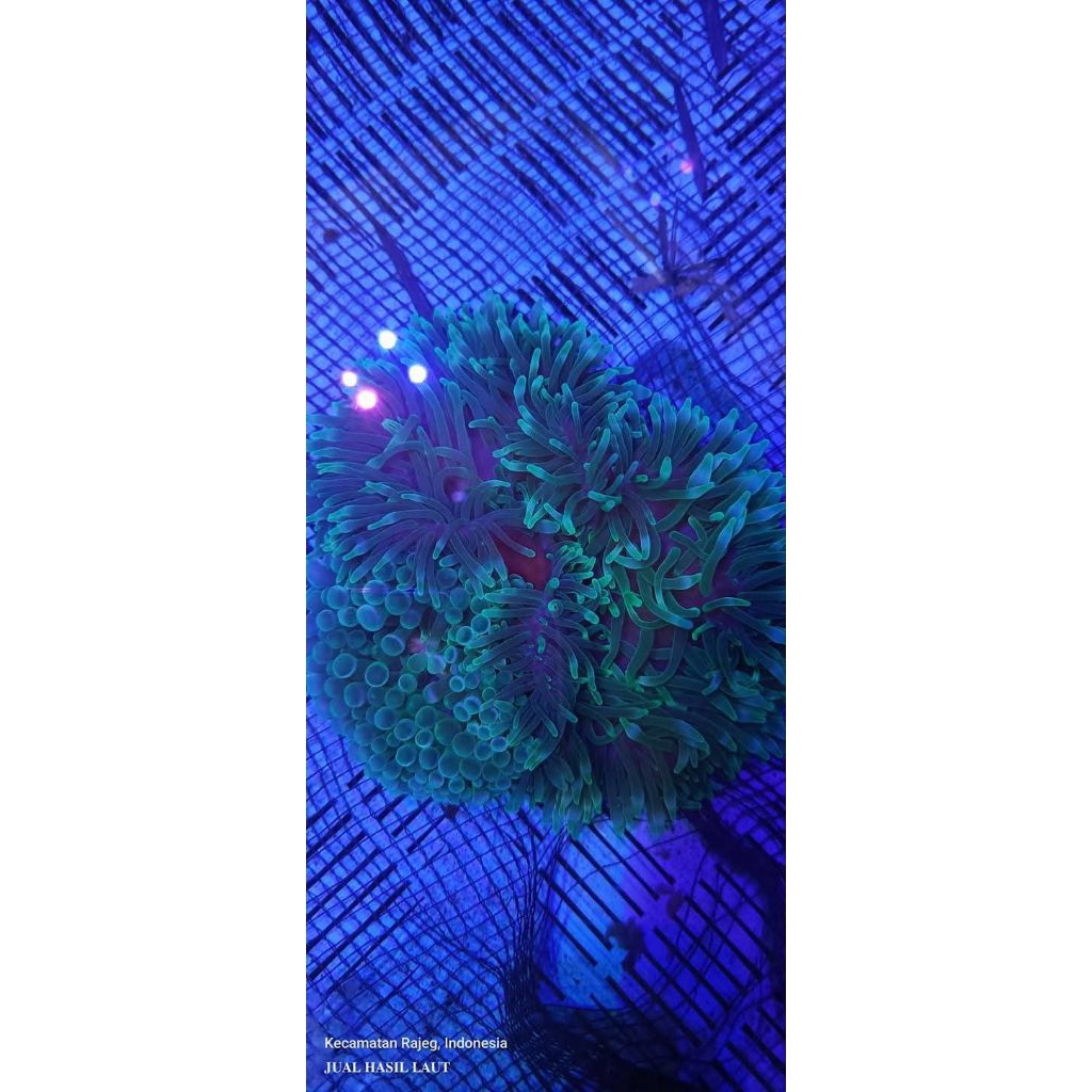 ANEMON JAGUNG HIJAU METALIC BIOTA LAUT