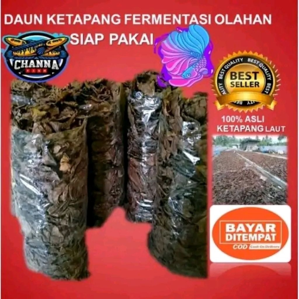 DAUN KETAPANG LAUT SUPER OLAHAN 1KG SIAP PAKAI