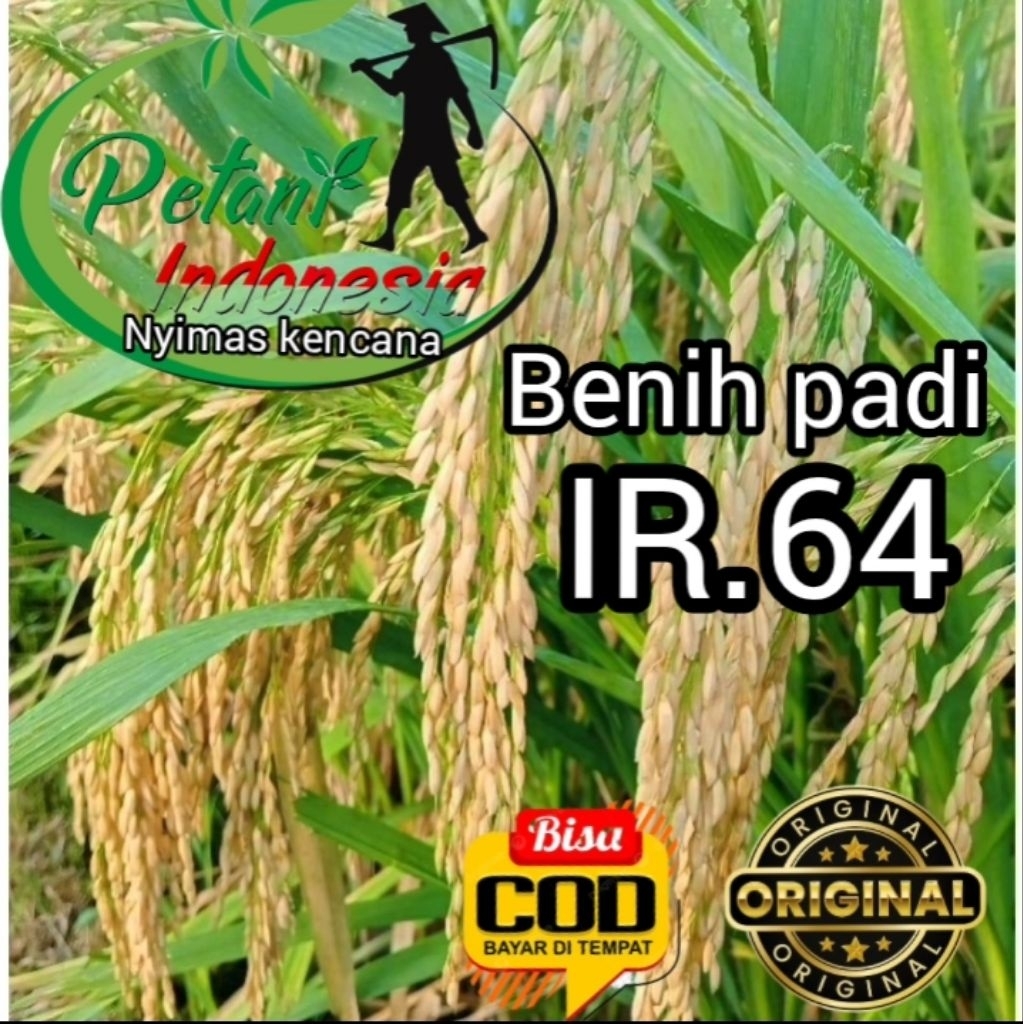 BENIH PADI IR 64 SUPER KEMASAN 1KG