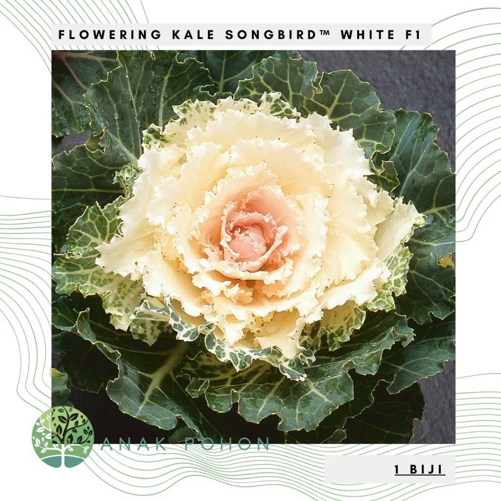 Benih Bibit Biji - Flowering Kale Songbird™ White F1 Kale Ornamental Seeds - IMPORT