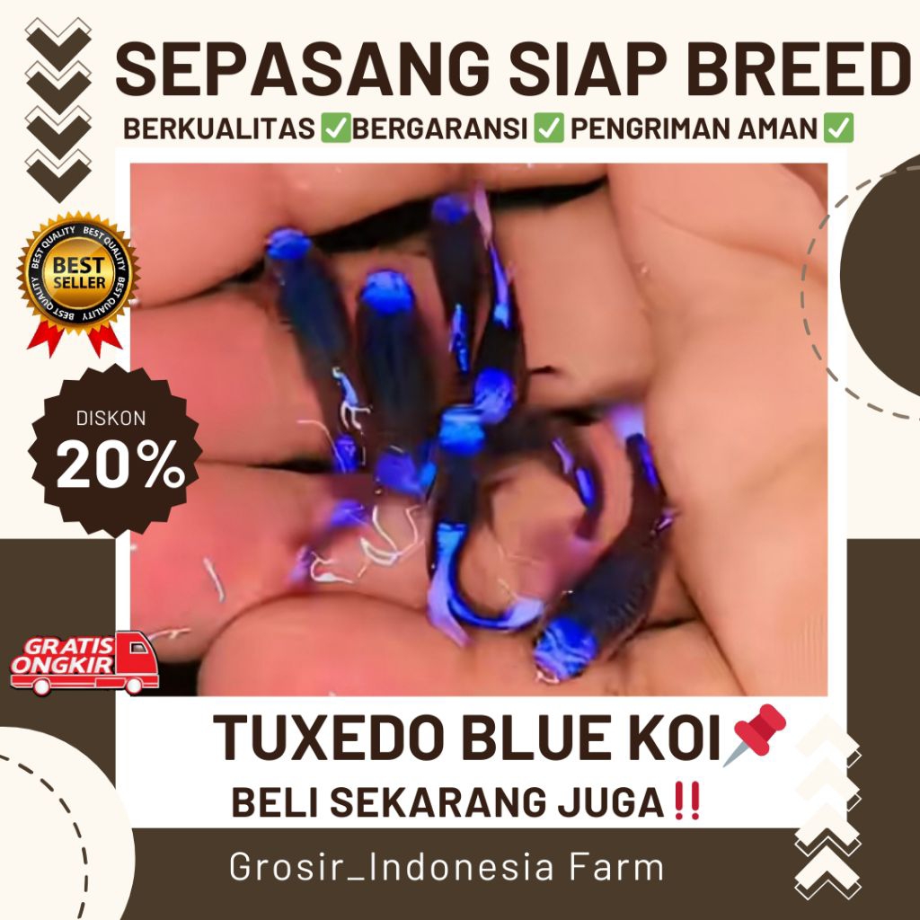 Hiasan Aquarium Guppy Tuxedo Blue Koi
