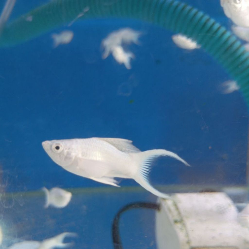 Molly Platinum Cawang