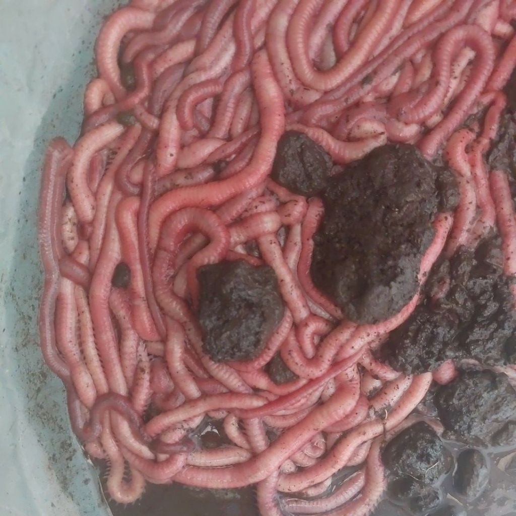 Cacing Nipah Grade B