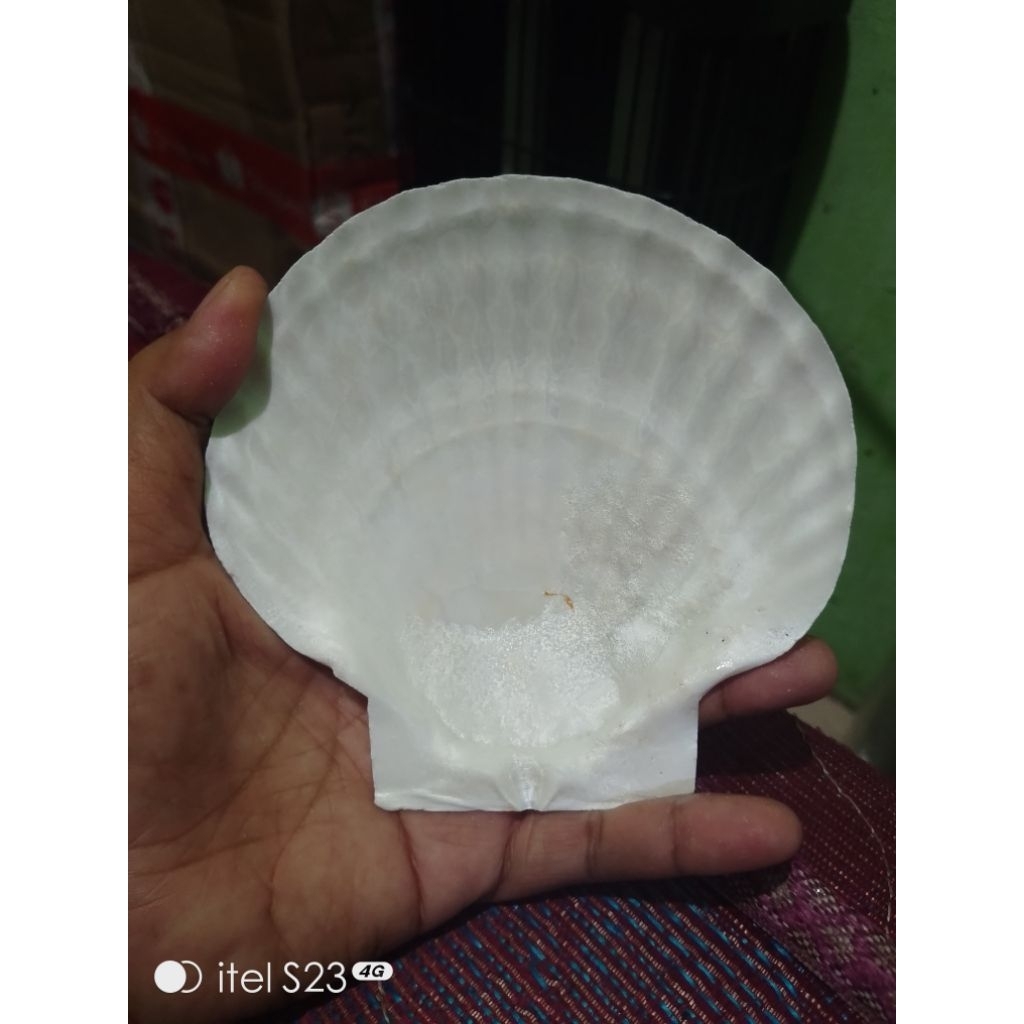 kerang kipas besar
