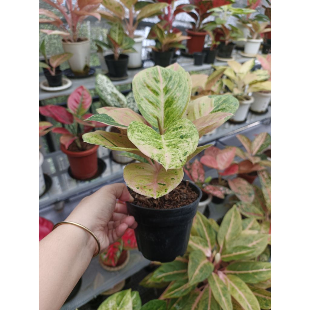 Aglaonema Emerald indukan