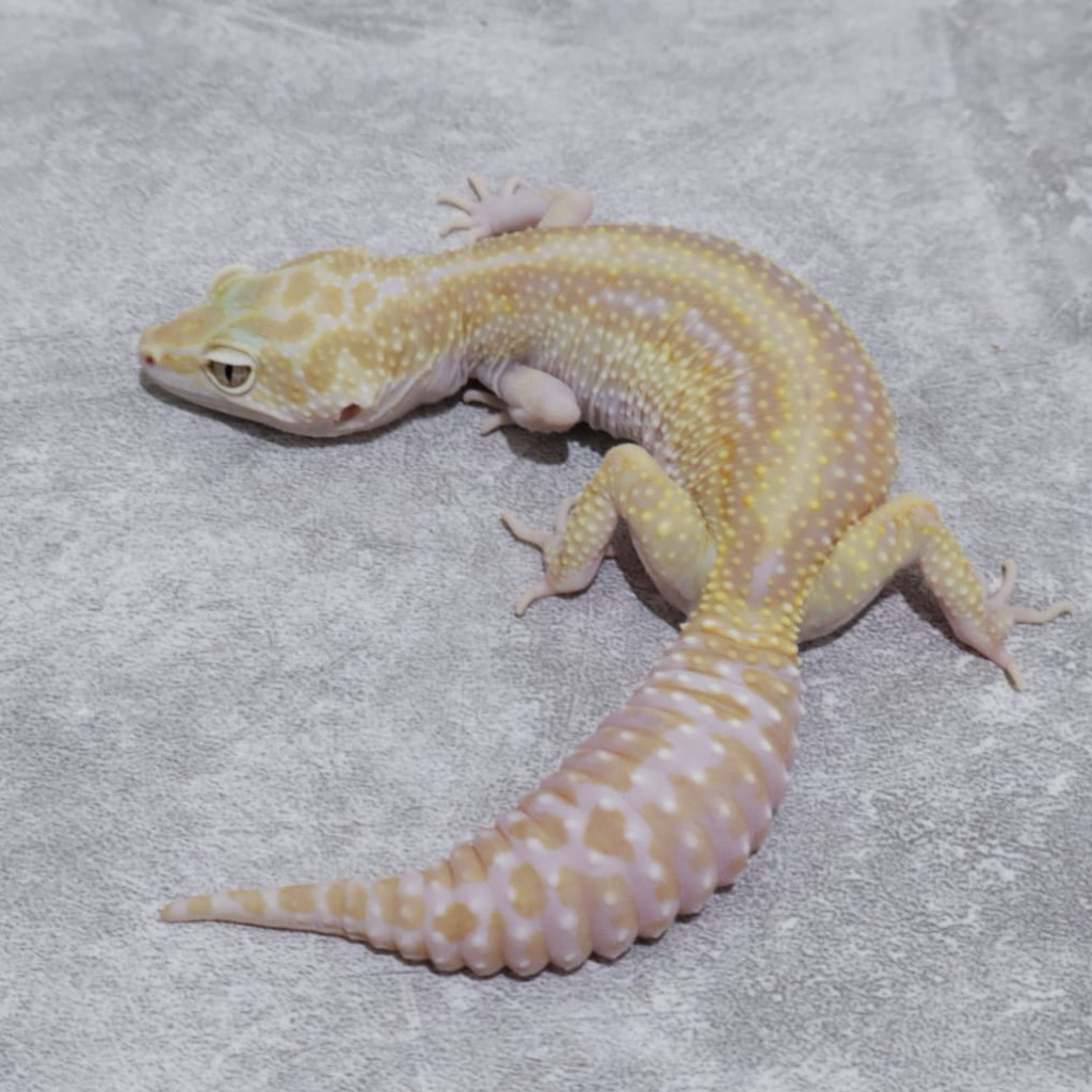 Figur Gecko Tremper Boldstripe Female Gemoy