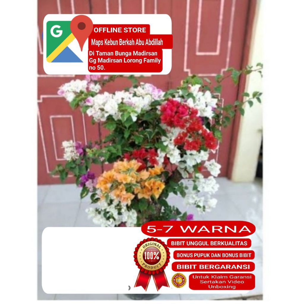 Bibit Bunga BOUGENVILLE Bonggol Besar 5-7 Warna