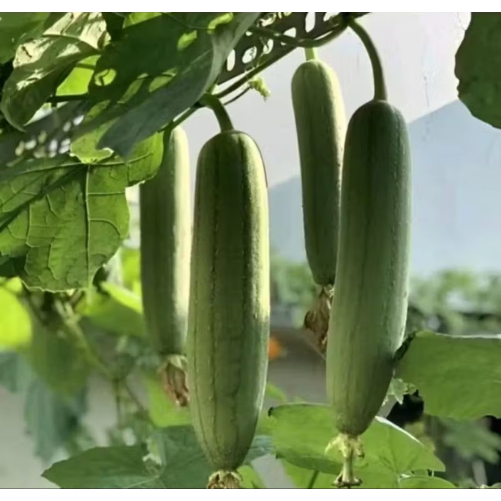 3 Biji Benih Gambas Taiwan