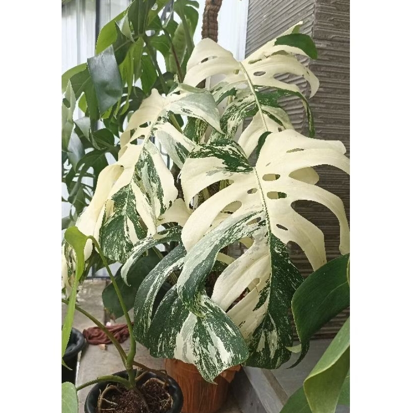 monstera variegata / monstera albo hidup