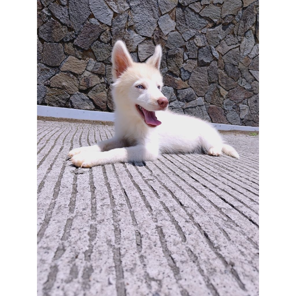 Anakan Siberian Husky female 3 bulan non stb