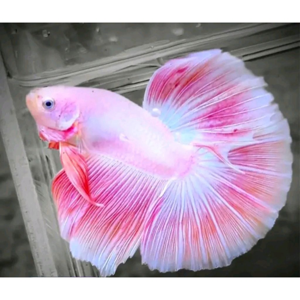 IKAN CUPANG HIAS HALFMON PINK AURORA CANTIK & IMUT