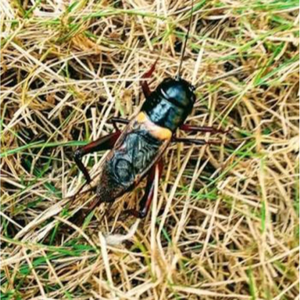 Jangkrik Kalung Pengusir Tikus  Suara Nyaring Hidup
