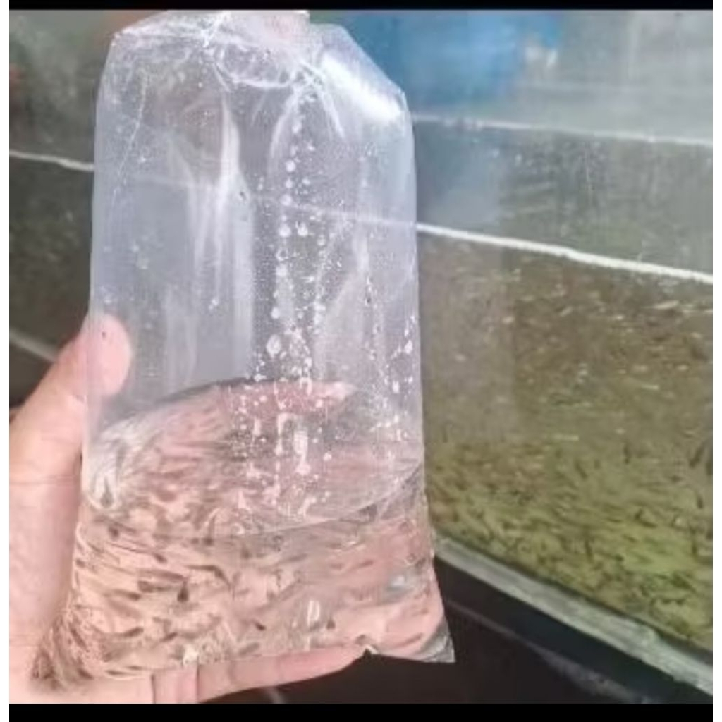 Pakan Ikan Cere/Pakan predator/ Pakan channa/ Pakan arwana