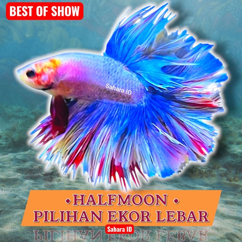 CUPANG HALFMOON SIZE M+/ M++/ L | GROSIR PILIHAN | CUPANG HM MURAH | GROSIR CUPANG | HALFMOON BETTA 