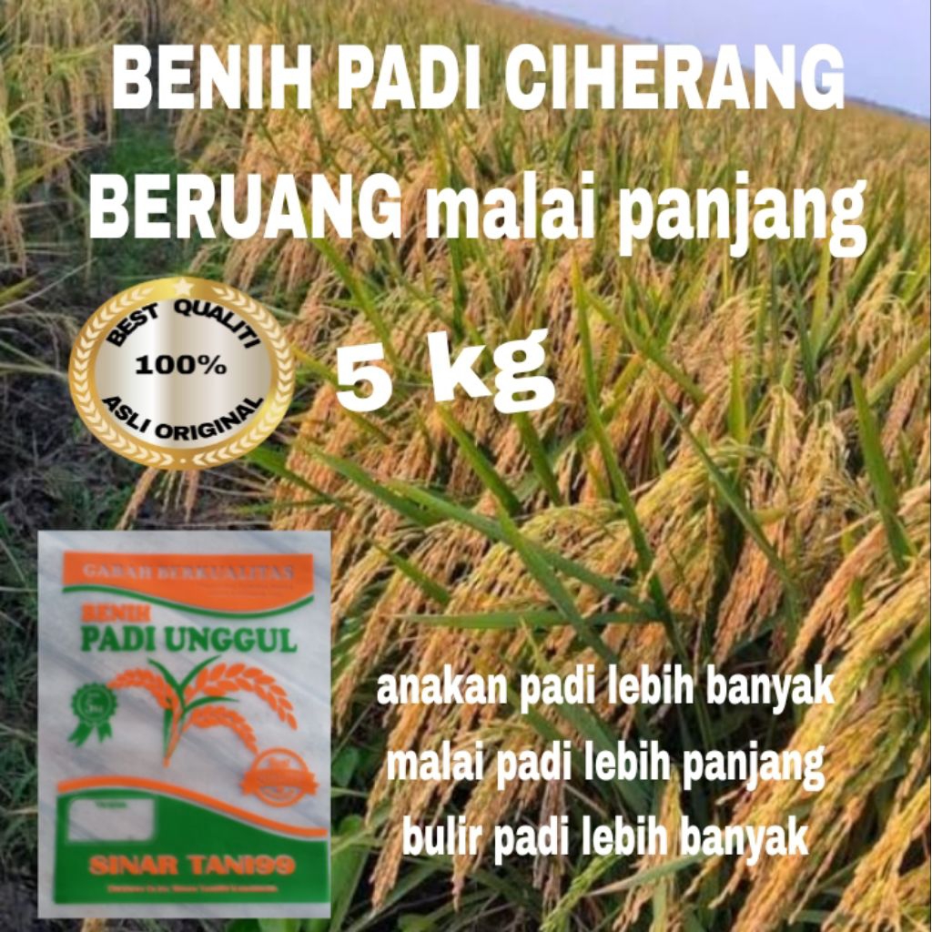 BENIH PADI CIHERANG BERUANG MALAI PANJANG BERKUALITAS KEMASAN 5 kiloan