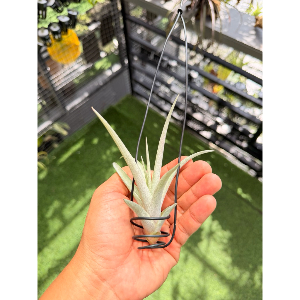 tillandsia capitata red