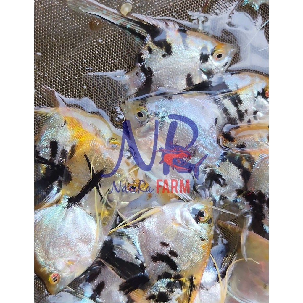 MANFISH Ikan Hias Aquarium Aquascape Tricolor size S M L