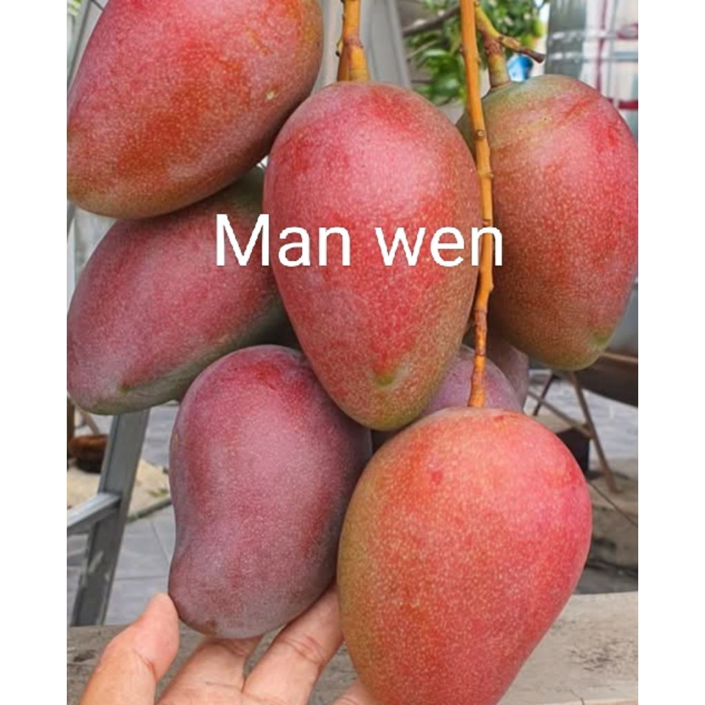 Entres mangga manwen