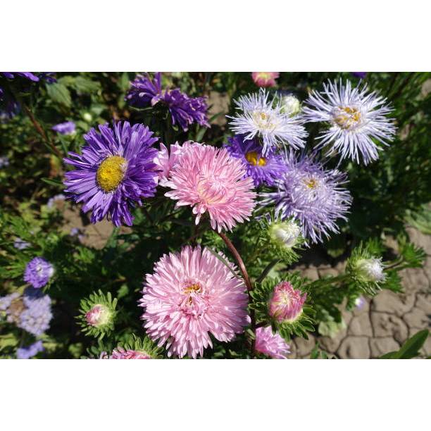 BIJI BERKUALITAS - BENIH BUNGA ASTER