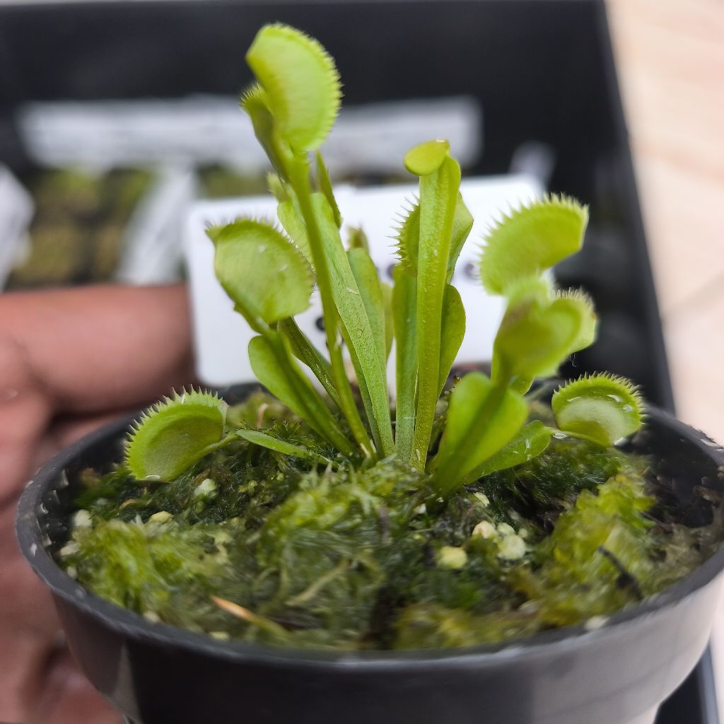 tanaman karnivora vft