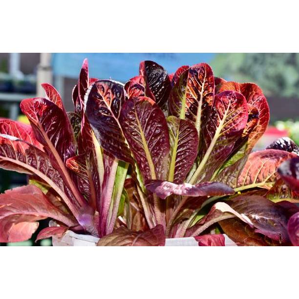 BIJI BERKUALITAS - BENIH SELADA RED ROMAINE