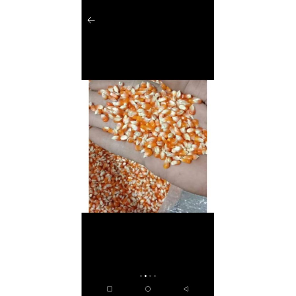 jagung kristal kecil per 1kg